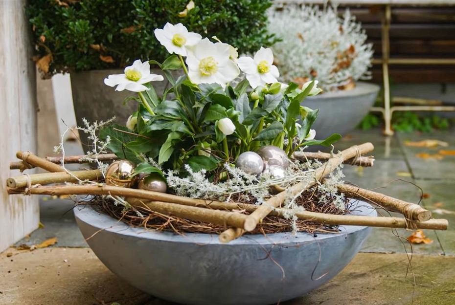 Winterbepflanzung im Kübel mit Christrosen.jpg