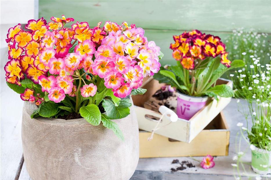 Farbenfrohe Frühlingsboten Primeln im Garten