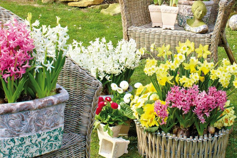 Frühlingsblumen für Beet & Balkon