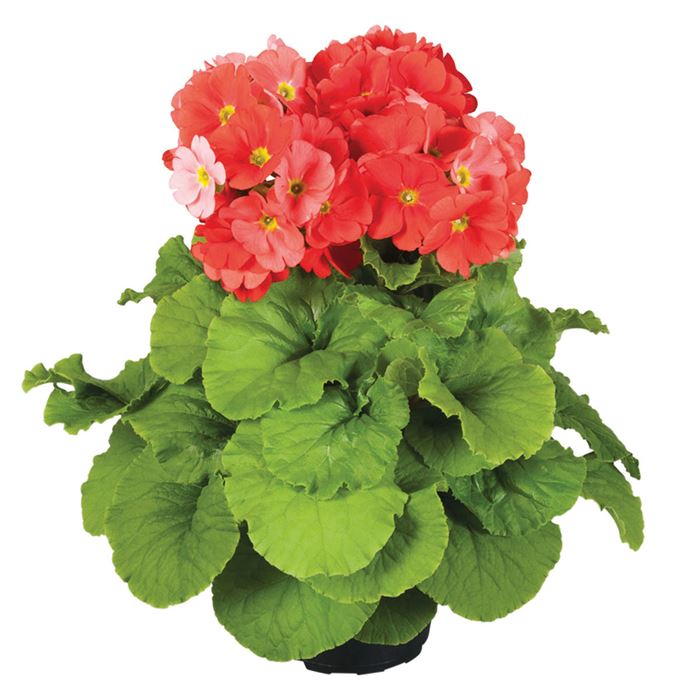 BecherPrimel 'Touch Me® Dark Orange', Primula obconica