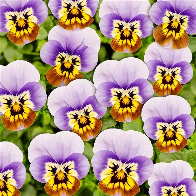 MiniWinterveilchen 'Ice Babies® Marina', Viola x cornuta