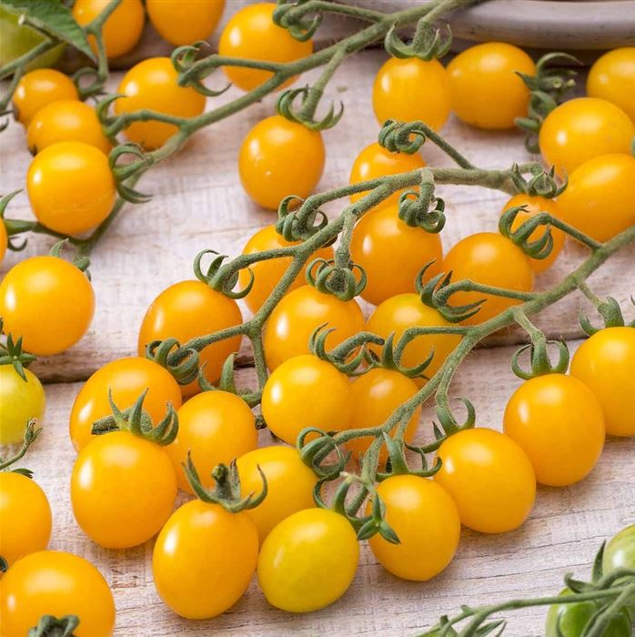 Cherrytomate 'Yellow Clementine', Solanum lycopersicum