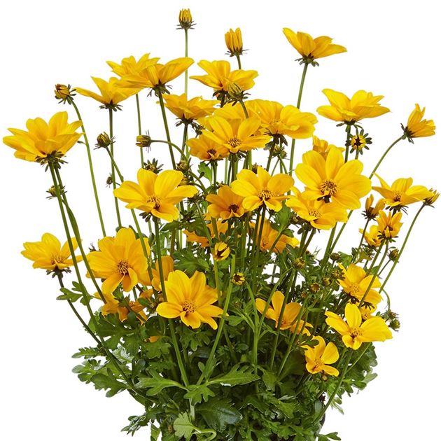 Bidens 'Bidopsis® Efraim's Gold', Bidens ferulifolia