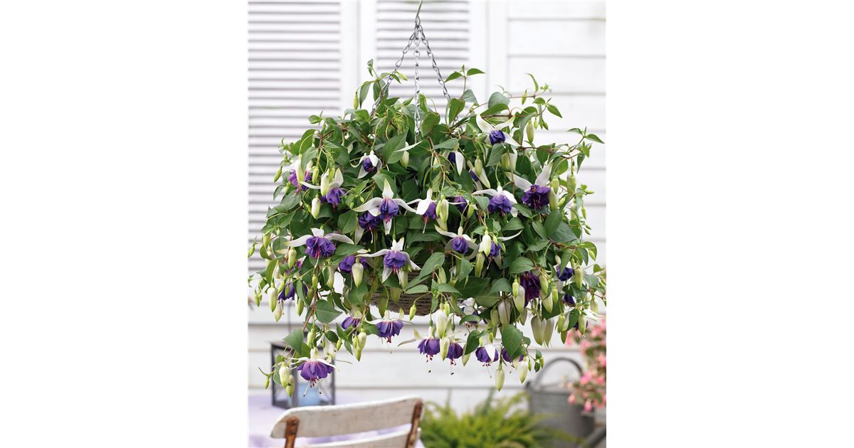 Hänge-Fuchsie 'Blue Angel', Fuchsia cultivars