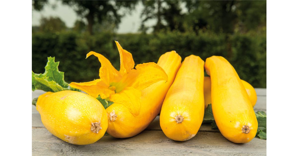 Germisem Graines Courgette RONDE DE NICE - 3g.[D125] - Jardin