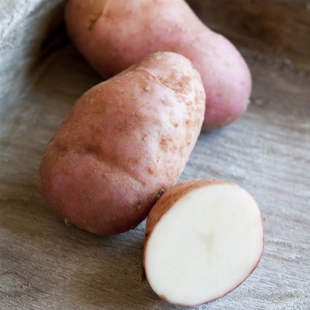 VitalKartoffel 'Sarpo Una'