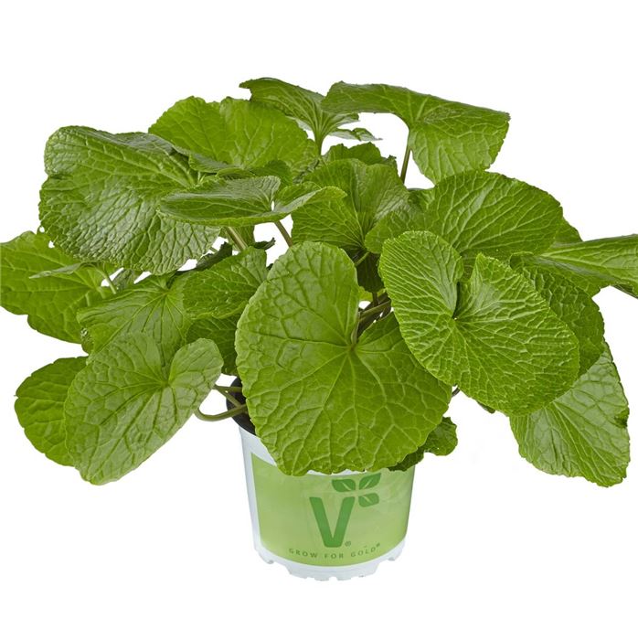 Wasabi 'Mephisto Green'