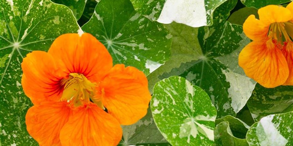 Kapuzinerkresse Der Alleskönner für Deinen Garten