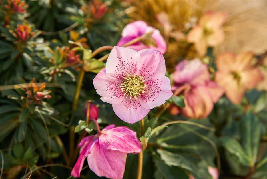 Christrose, Schneerose, Lenzrose. Was ist der Unterschied?