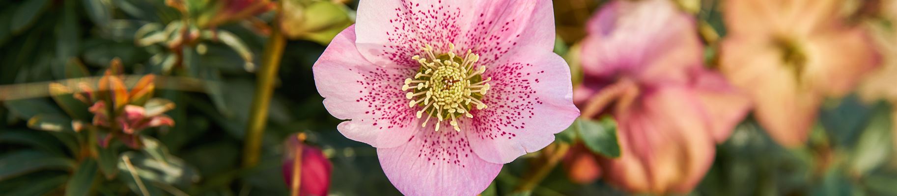 Christrose, Schneerose, Lenzrose. Was ist der Unterschied?