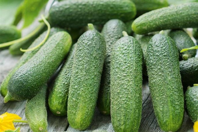 Veredelte Gurkenpflanzen kaufen & bestellen Volmary Die Pflanzenprofis