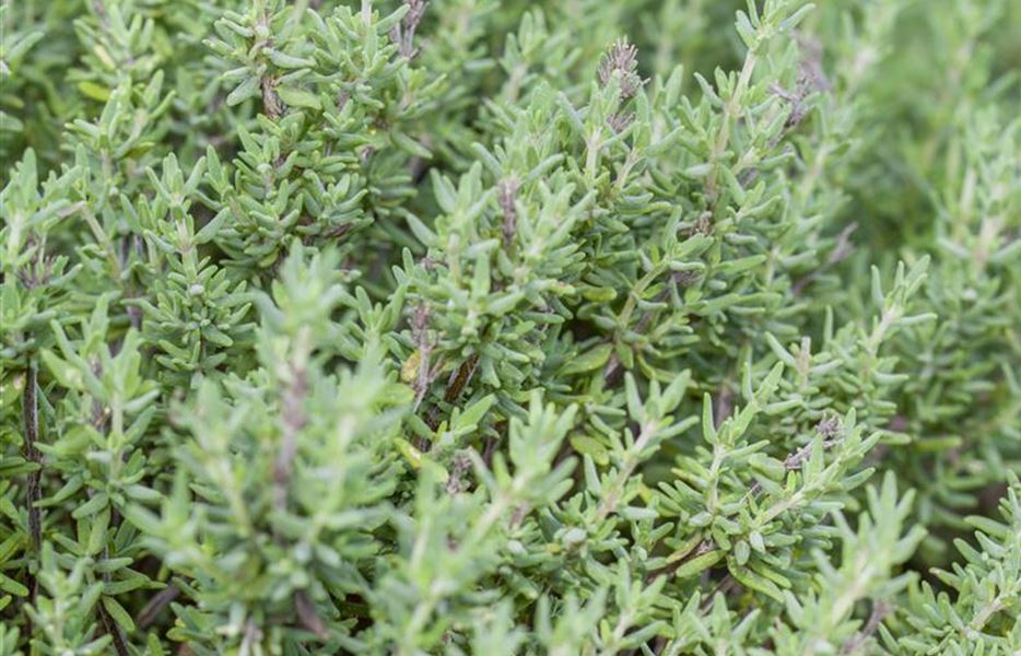 Thymian pflanzen und pflegen