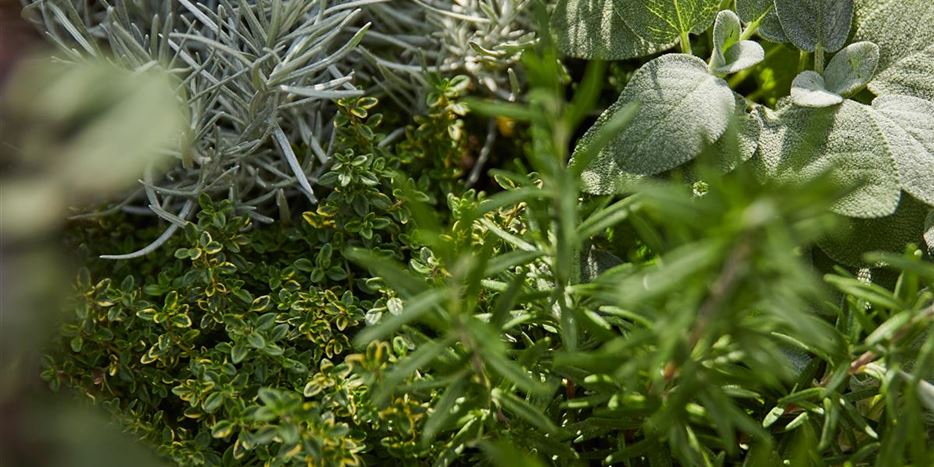 Kräuter pflanzen und pflegen