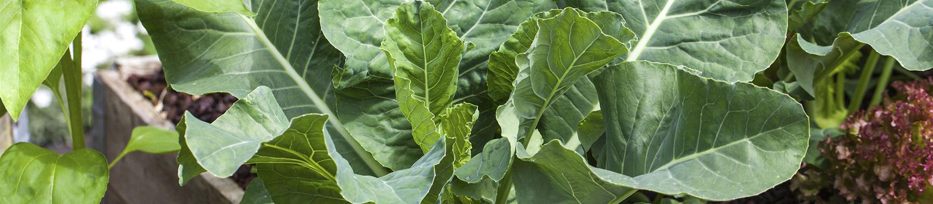 Kohlrabi pflanzen und pflegen