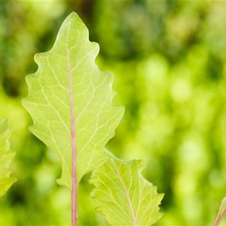 Kohlrabi pflanzen und pflegen