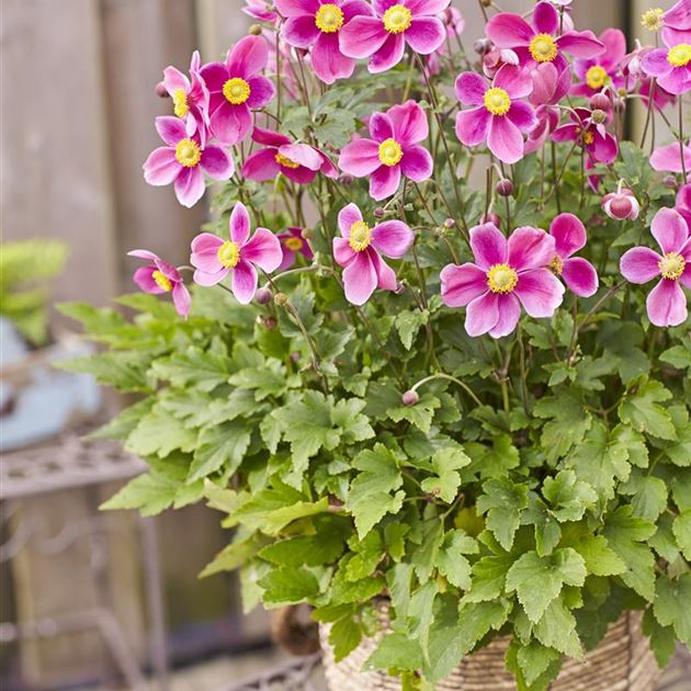 Anemone 'Alando® Rose', Anemone hupehensis