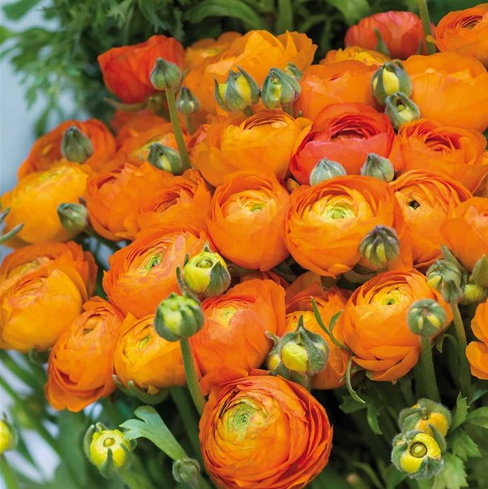 Ranunkel 'Orange', Ranunculus x asiaticus
