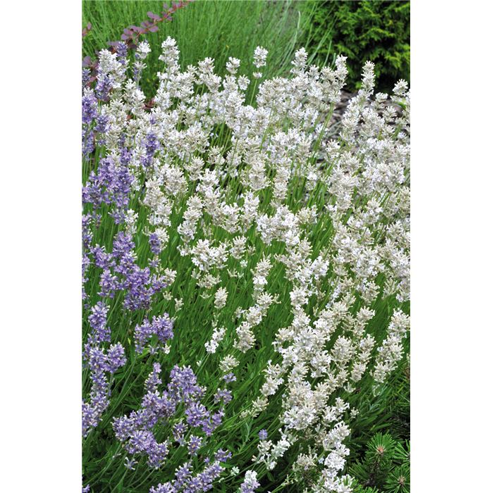 Weißer Lavendel 'Edelweiß', Lavandula x intermedia