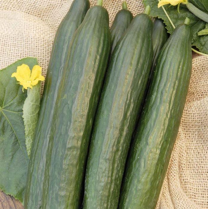 25 Graines De Concombre Long Lisse Tanja - Variété Ancienne, Productive, Sans Amertume - Pour Potager Ensoleillé