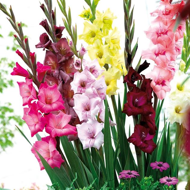 40+ Garten Gladiole, Gladiolen schmücken nicht nur sonnige beete im