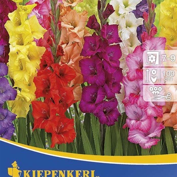 Gladiole 'Camara Mix', Gladiolus hybrida