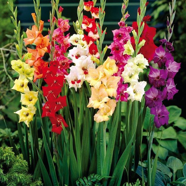 ButterflyGladioleMischung, Gladiolus hybrid