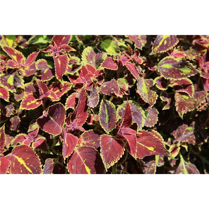 Wüstenrose Pflanze Adenium Obesum - Winterharte Zimmerpflanze