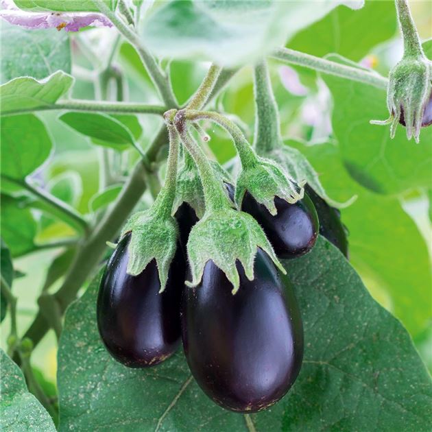 Patio Baby Eggplant (Solanum melongena 'Patio Baby') in Naperville Aurora Batavi Patio Baby Eggplant (Solanum melongena 'Patio Baby') in Naperville Aurora Batavi