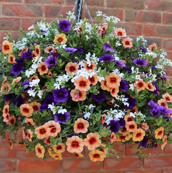 Blumenampel &amp;#39;Obst-Salat&amp;#39;, Blumenmischungen / Flower Mix