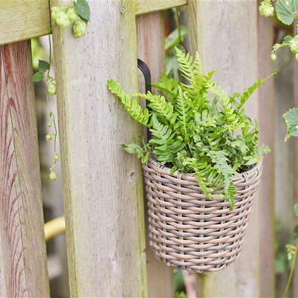 Gartenfarn Volmary Die Pflanzenprofis