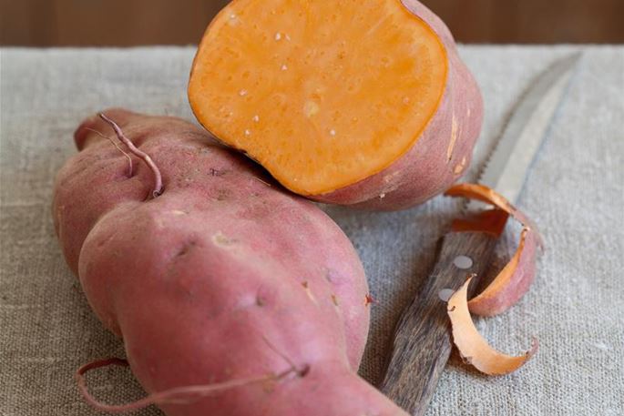 Süßkartoffeln im Garten Volmary Die Pflanzenprofis