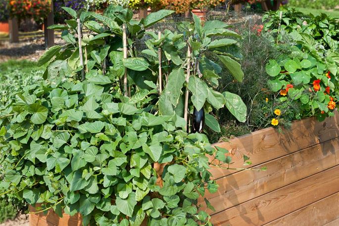 Süßkartoffeln im Garten Volmary Die Pflanzenprofis