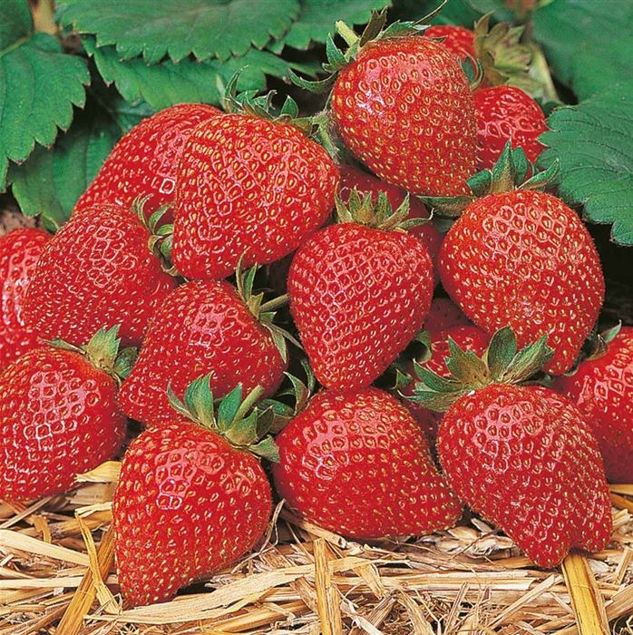 Erdbeere 'Elan' F1, Fragaria x ananassa