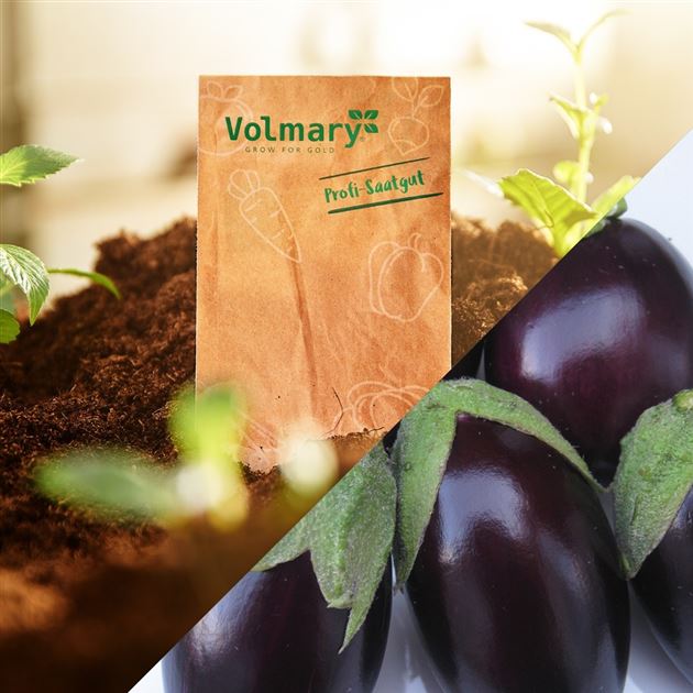 Möhrensamen 'Purple Sun' F1 - Violette, Süße Urmöhre Zum Selberziehen
