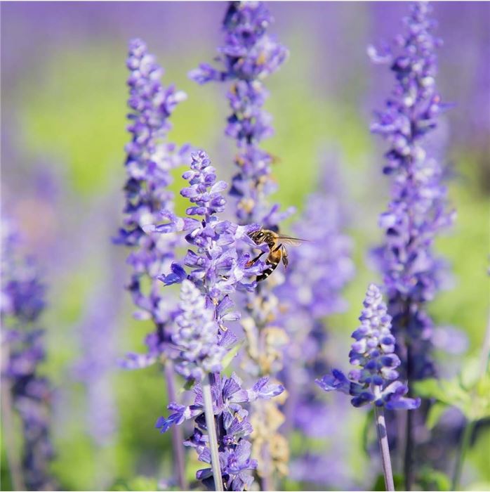BalkonSalbei 'Farina® Blue', Salvia farinacea