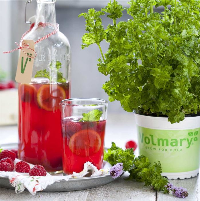 Limonaden Minze 'Limo', Mentha spicata