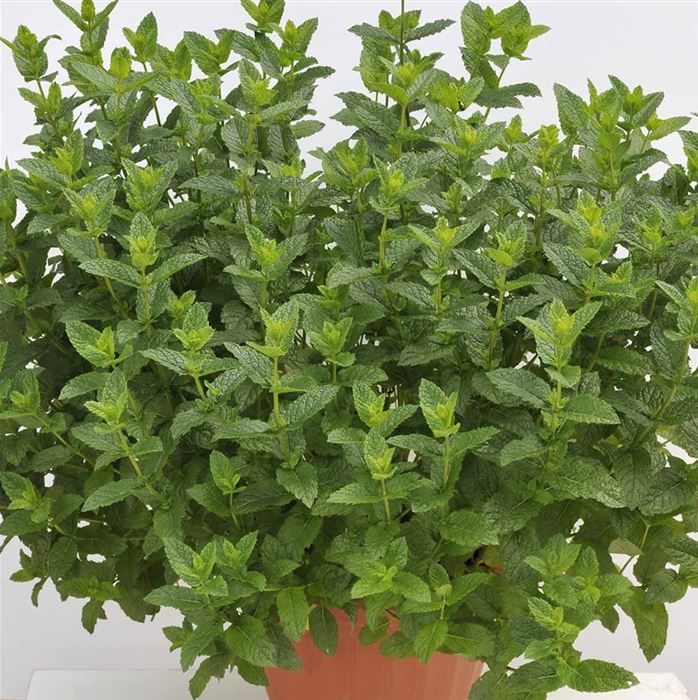 MarokkanischeMinze 'Marokko', Mentha spicata