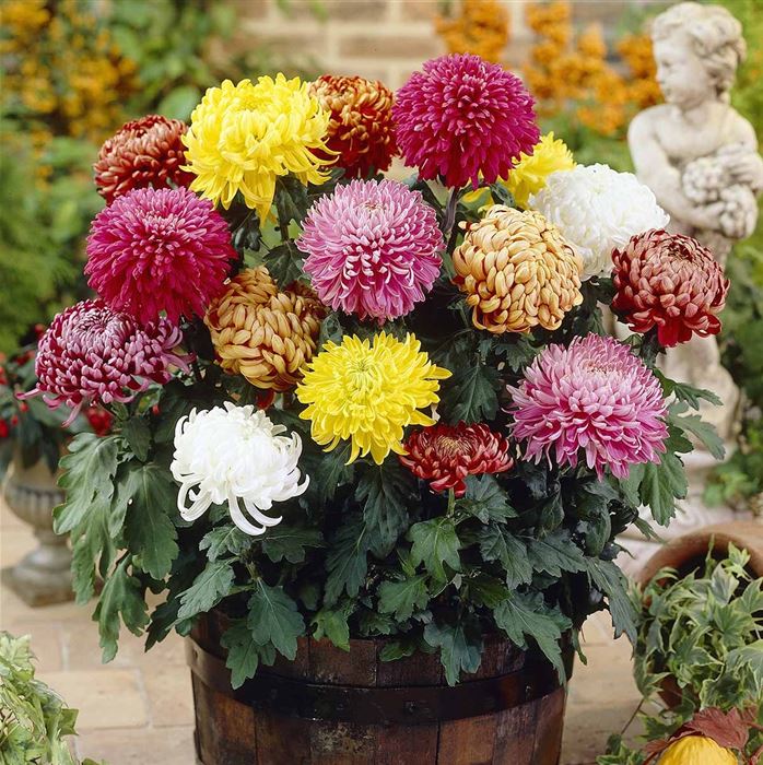 ChrysanthemenMix 'Großblumig', Dendranthema x indicum