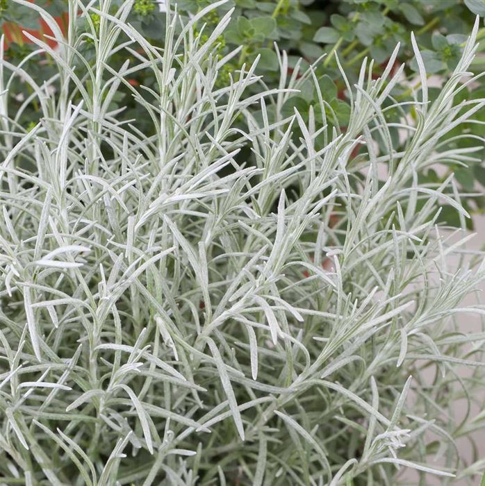 Currykraut 'Kari', Helichrysum angustifolium