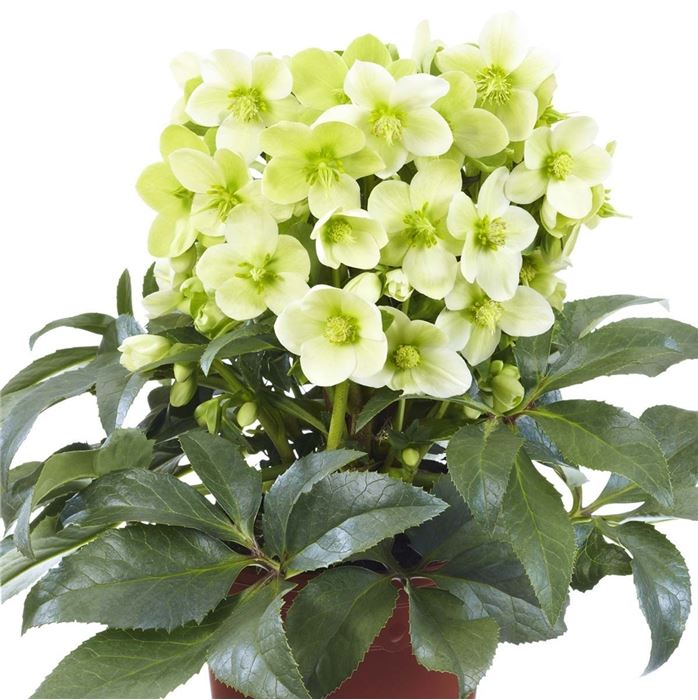 Schneerose HGC® 'Joker®', Helleborus x ericsmithii