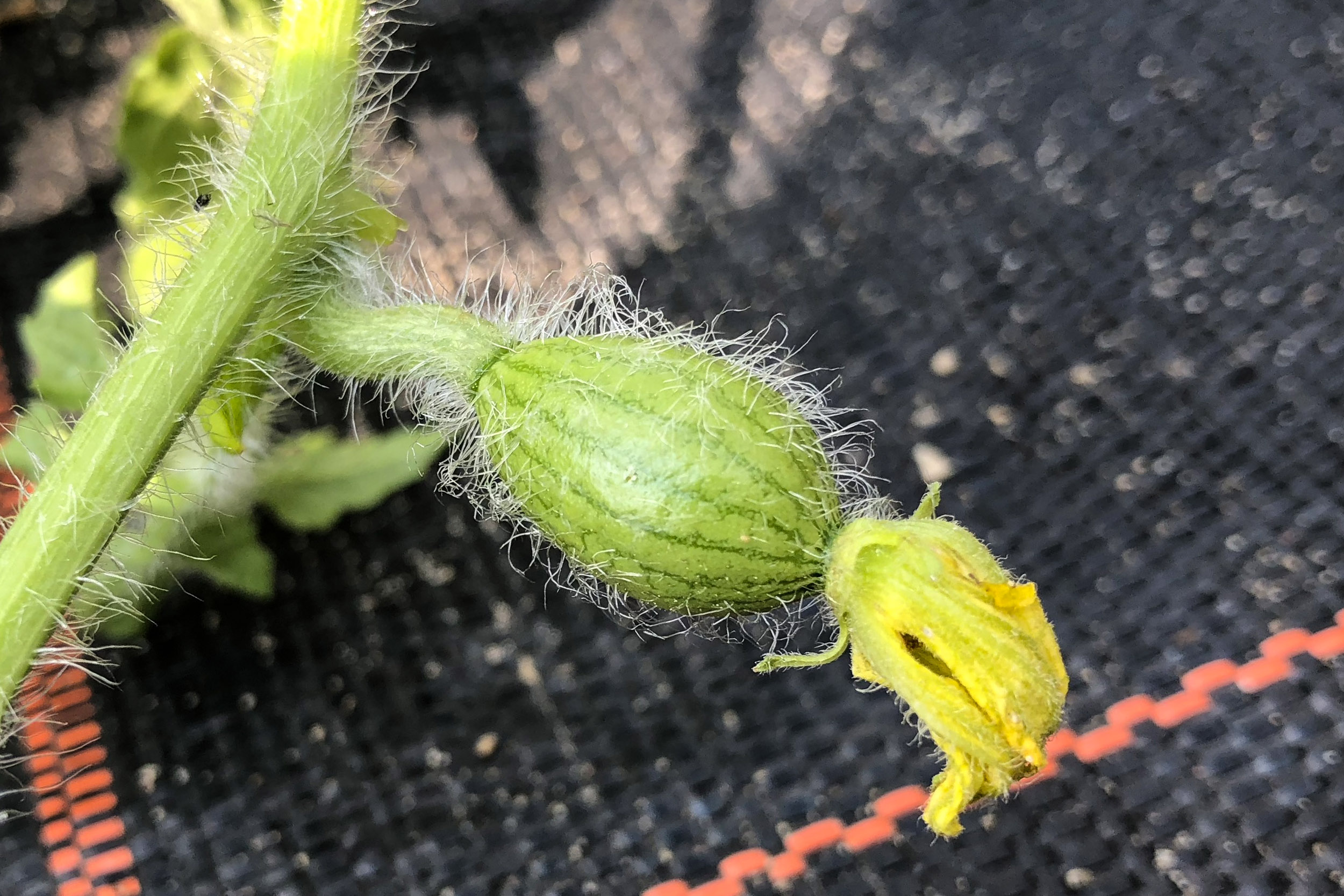 Verwelkte weibliche Blüte mit Fruchtknoten.jpg