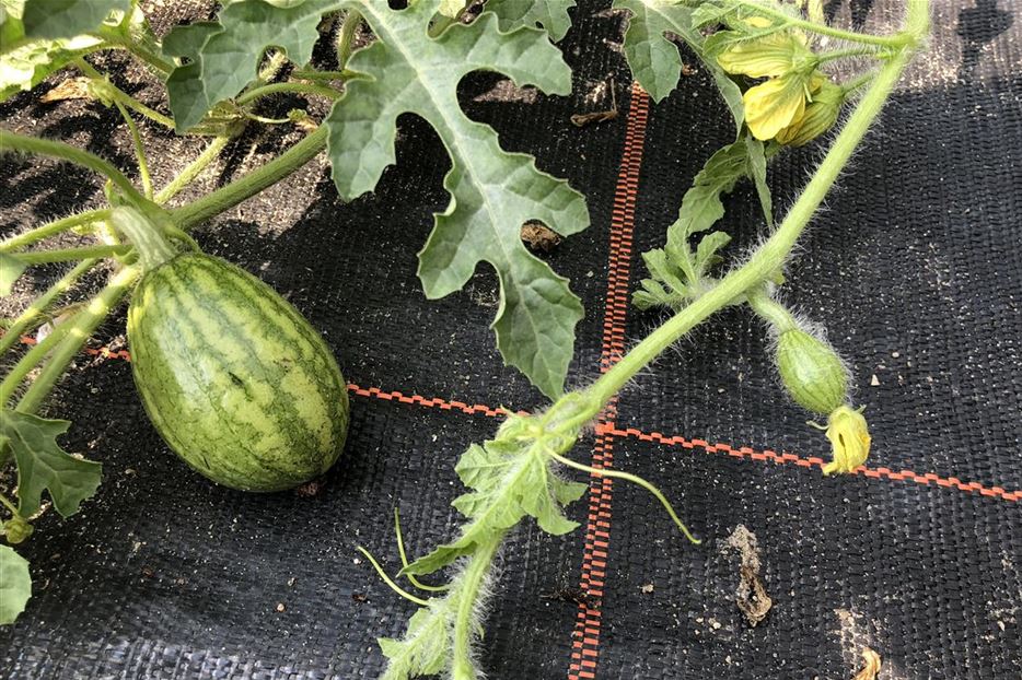 MiniWassermelonen pflanzen, pflegen und ernten