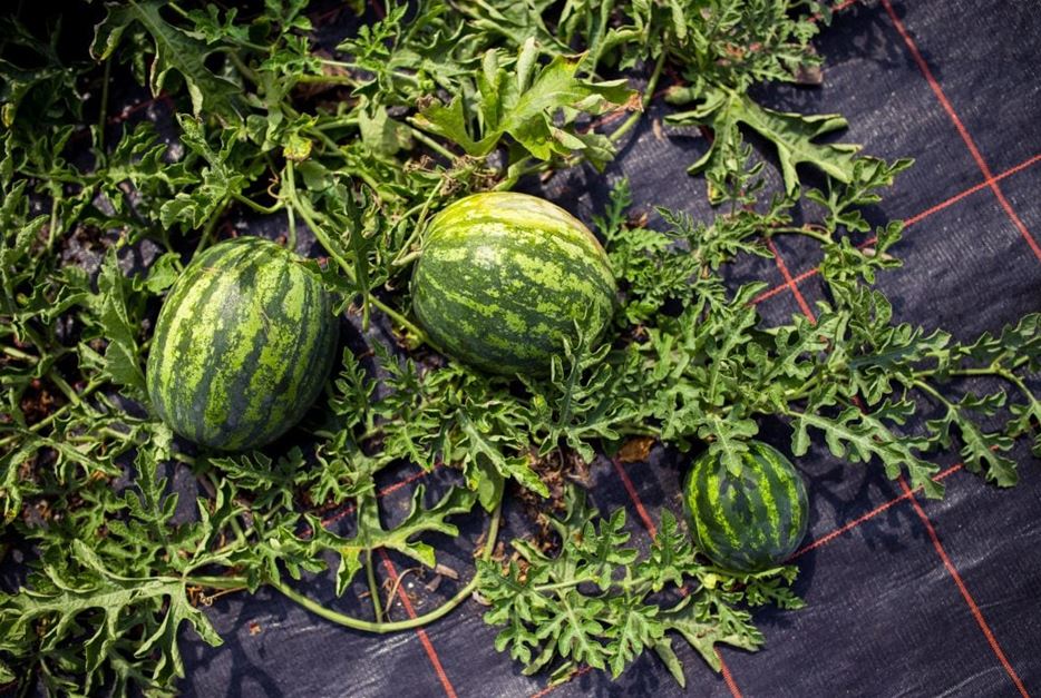 MiniWassermelonen pflanzen, pflegen und ernten