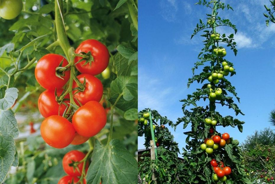 Tomaten anbauen der beste Standort für Tomaten