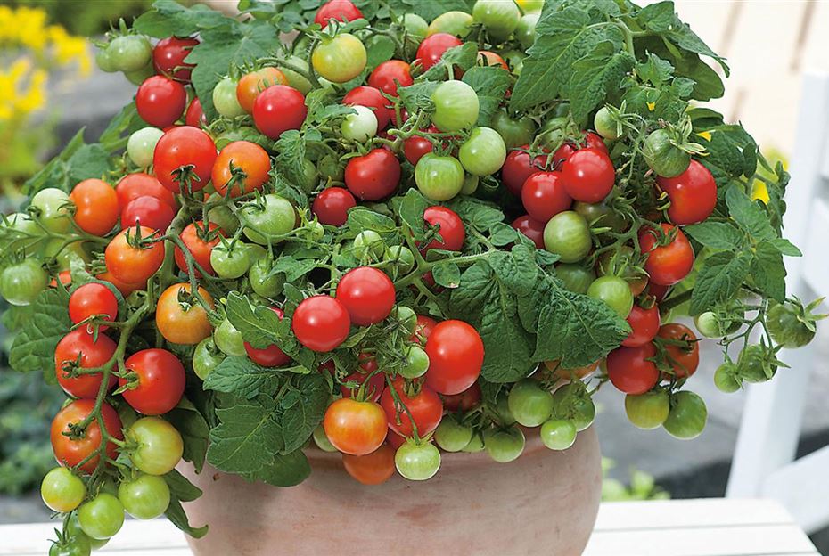 Tomaten anbauen der beste Standort für Tomaten