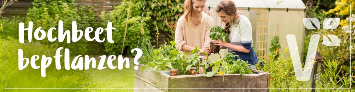 Gründüngung für das Hochbeet