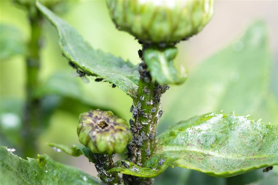 Gartenarbeit im Sommer Schädlingen vorbeugen