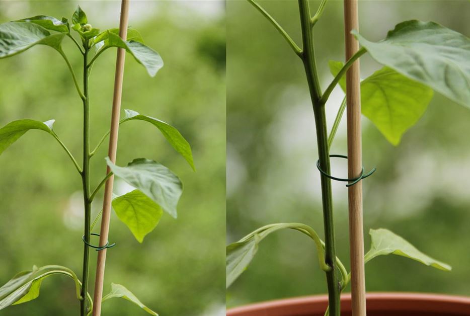 11 Fragen & Antworten zur Pflege von Paprika