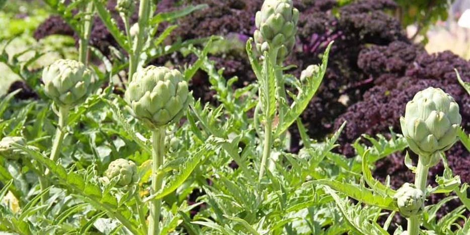 Artischocken pflanzen und pflegen