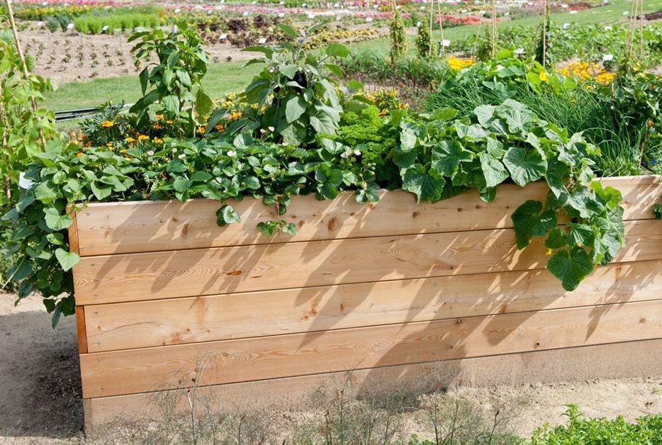 Kunterbunt & farbenfroh Mischkultur im Hochbeet